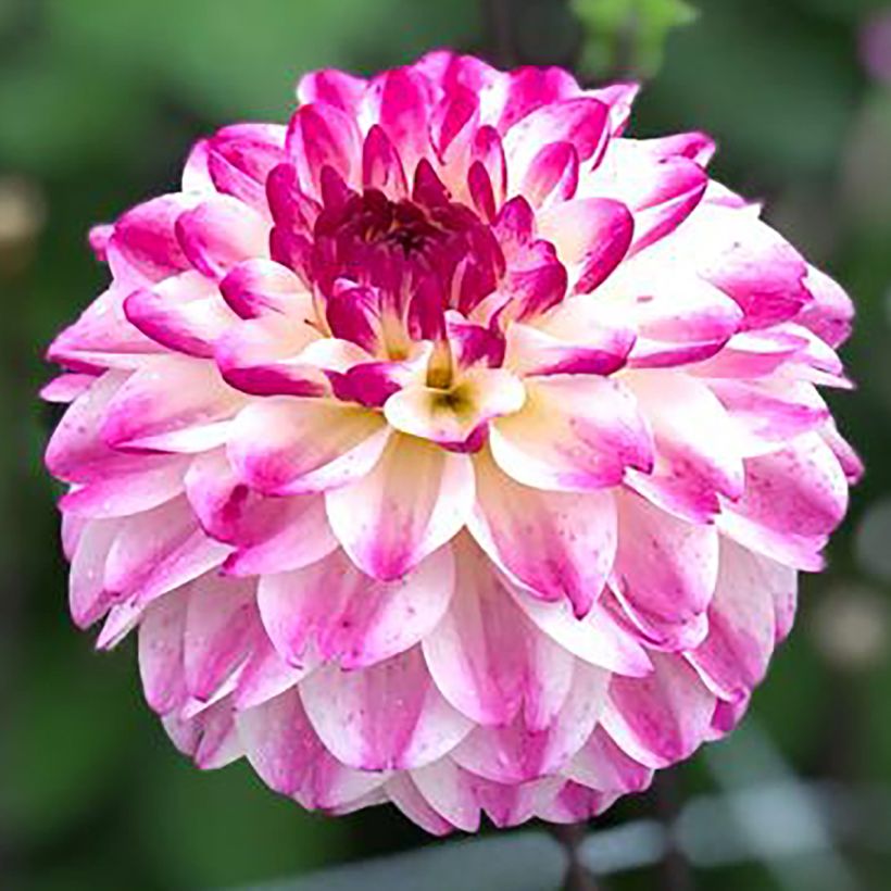 Pompon-Dahlie Nina's Choice (Flowering)