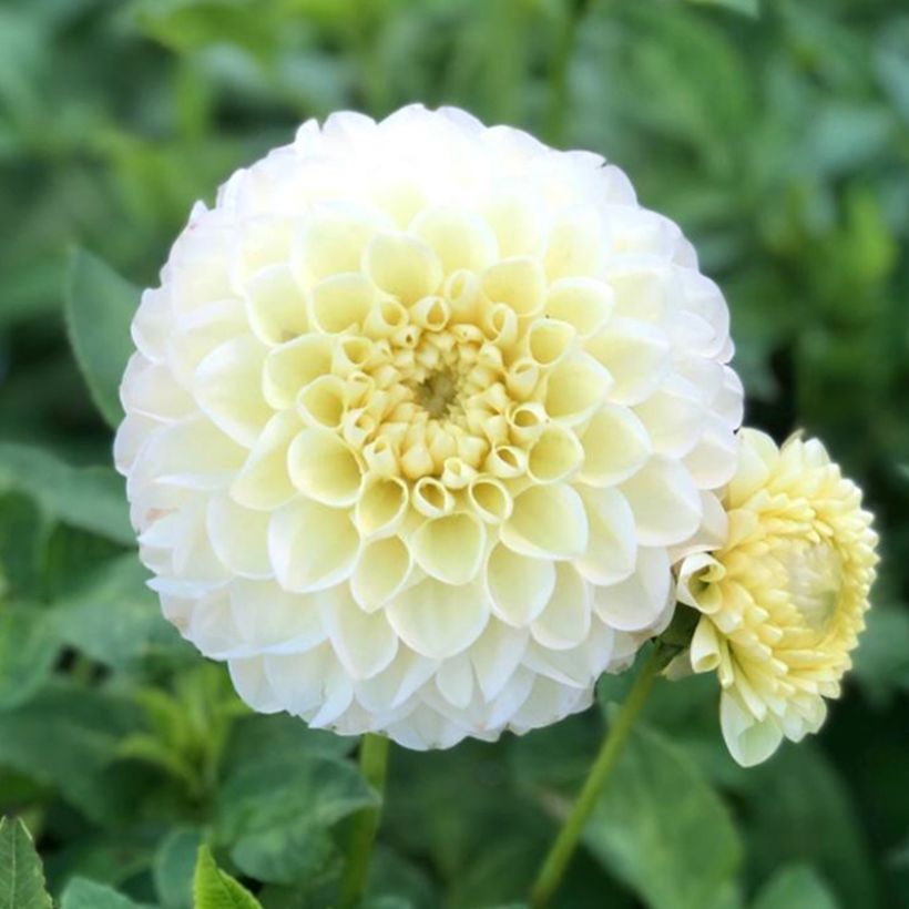 Pompon-Dahlie Polventum Supreme (Flowering)