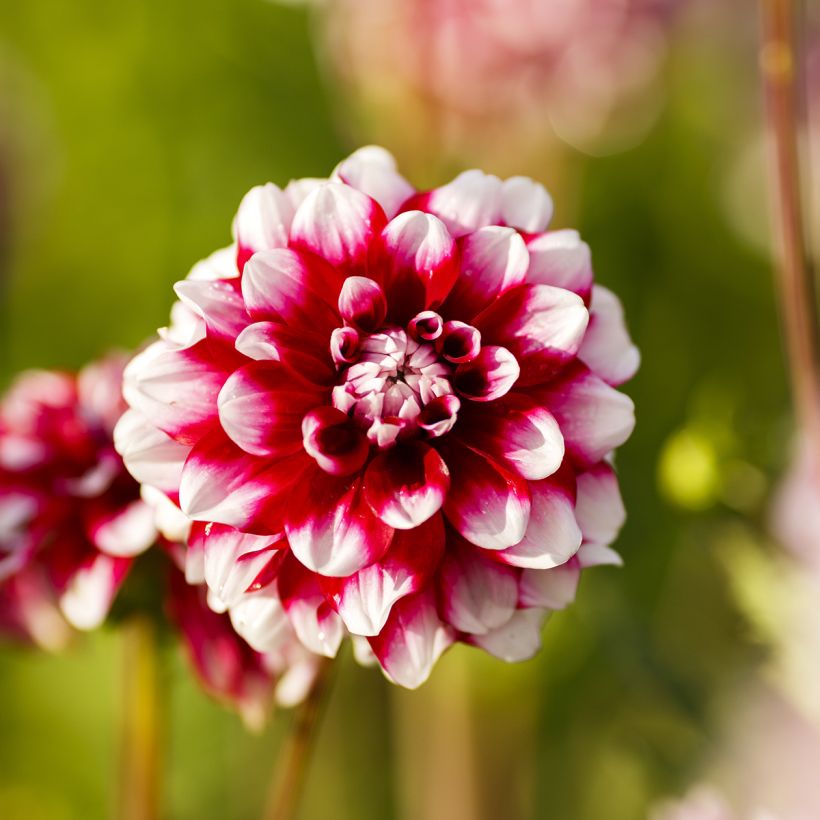 Pompon-Dahlie Quinty (Flowering)