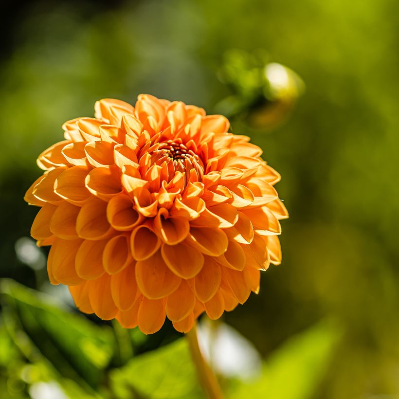 Pompon-Dahlie Sylvia (Flowering)
