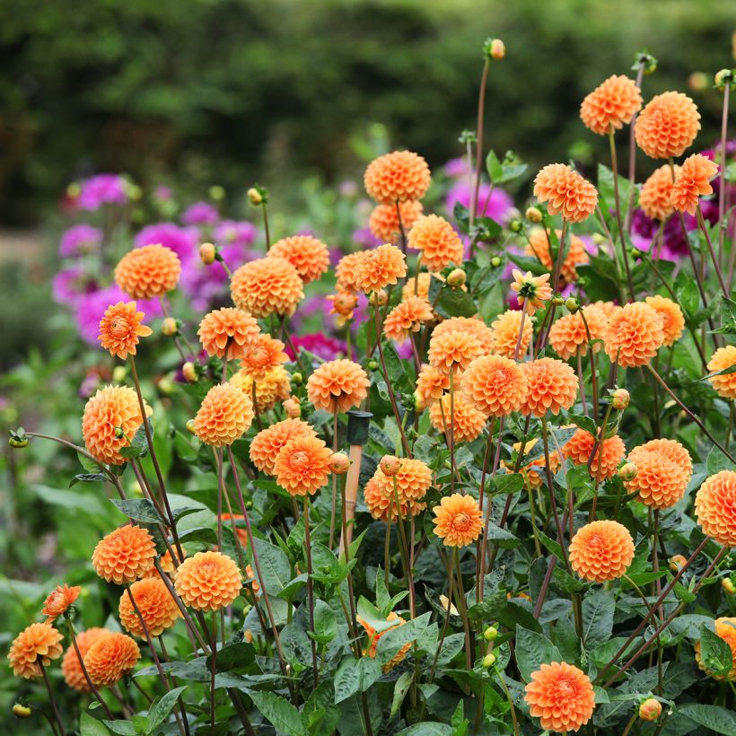 Pompon-Dahlie Sylvia (Plant habit)