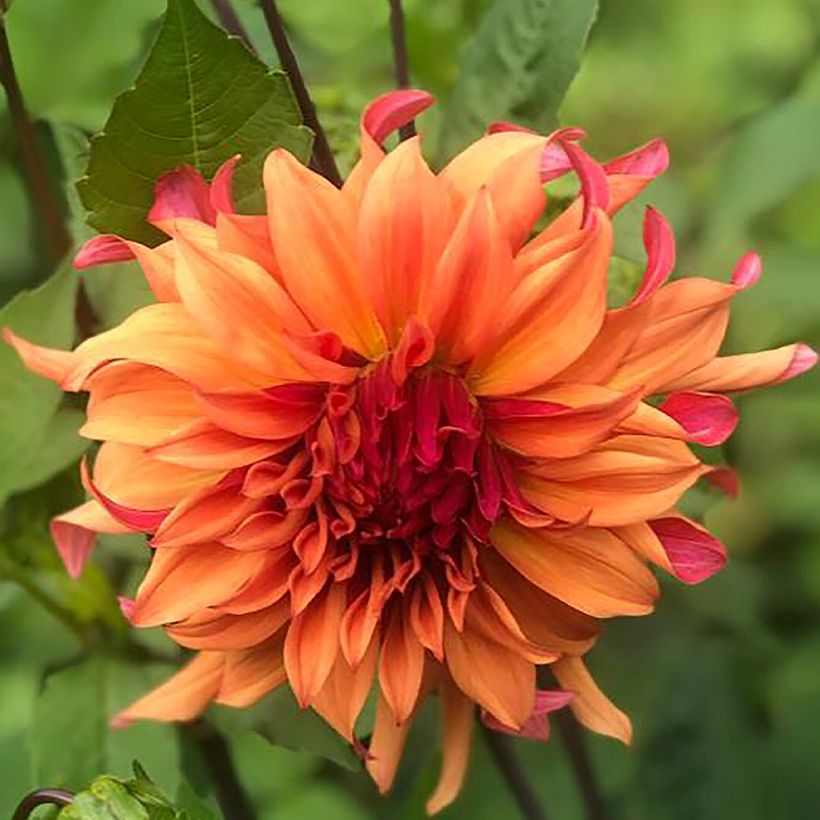 Kaktus-Dahlie Erpeler Ley (Flowering)