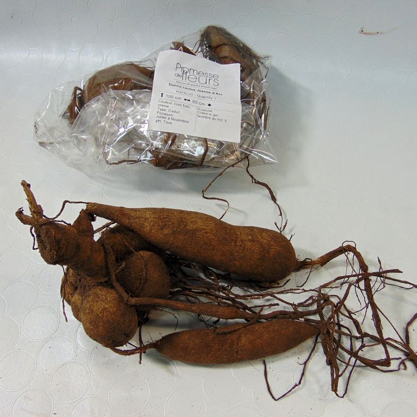 Example of Kaktus-Dahlie Jeanne d Arc Zwiebel as you get