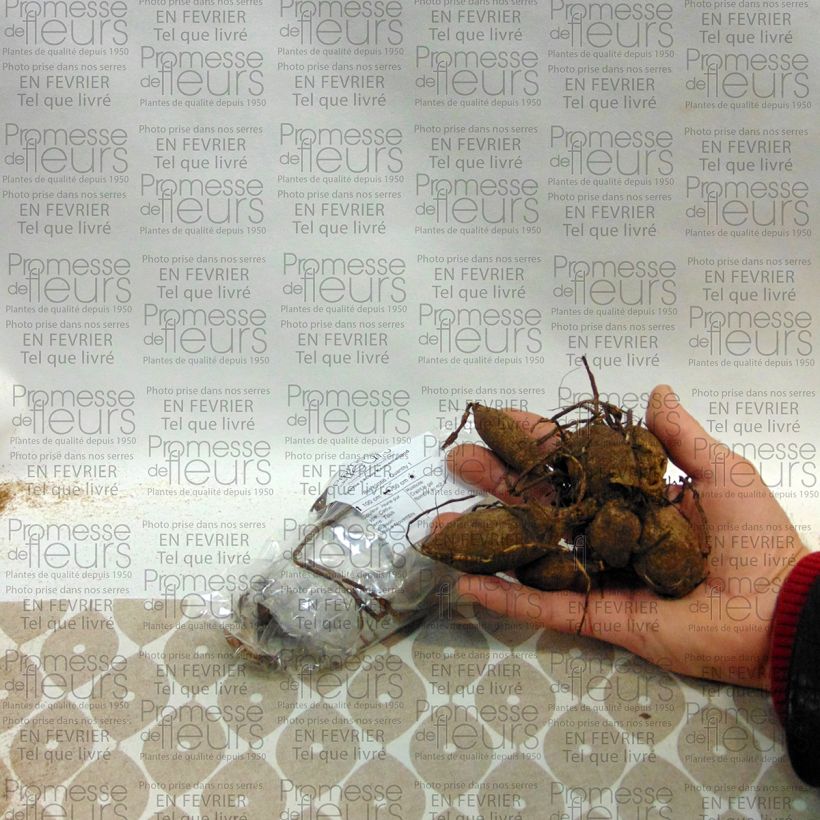 Example of Kaktus-Dahlie Kennemerland Zwiebel size I as you get