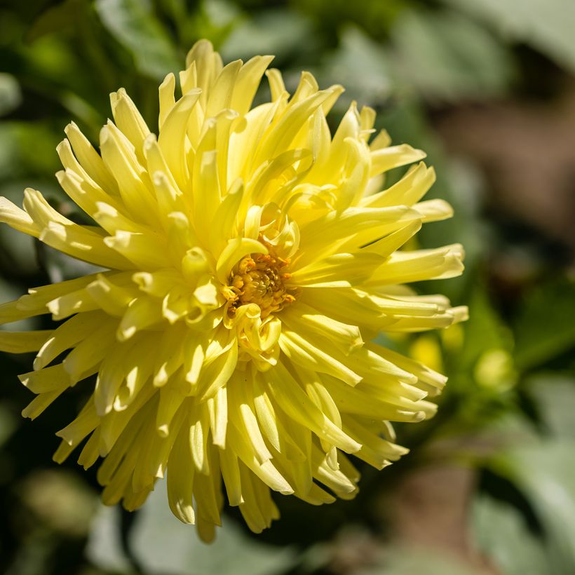 Kaktus-Dahlie Kennemerland (Flowering)