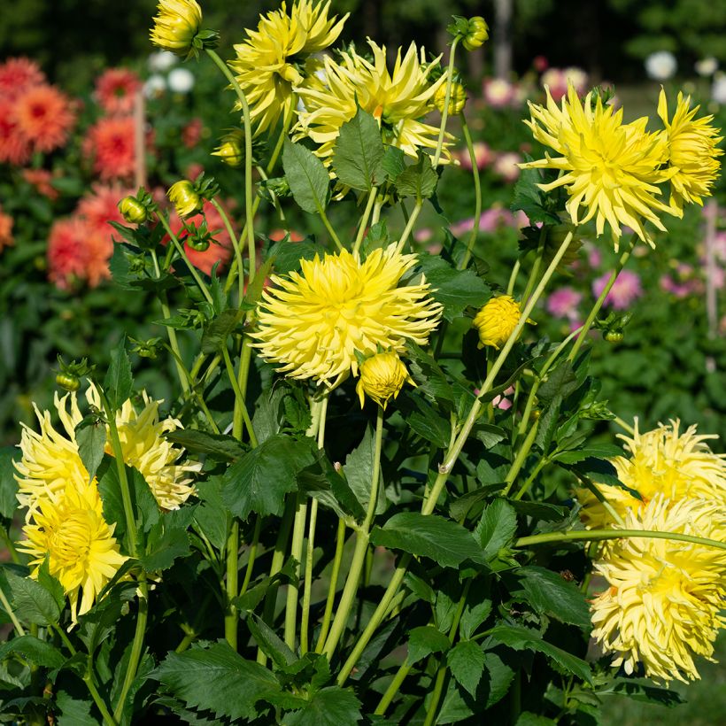 Kaktus-Dahlie Kennemerland (Plant habit)