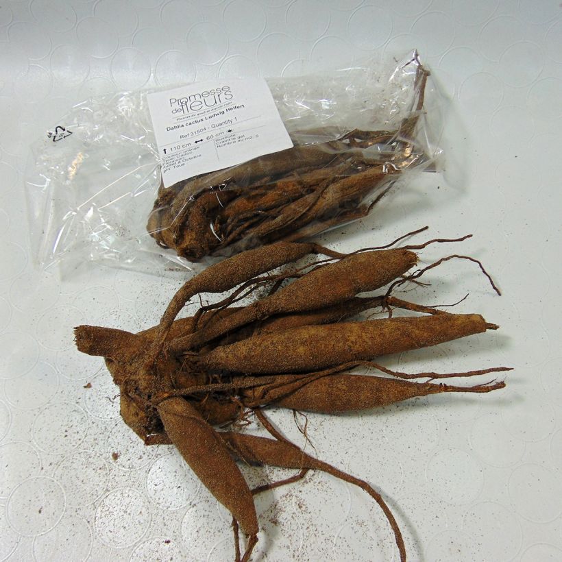 Example of Kaktus-Dahlie Ludwig Helfert Zwiebel size I as you get