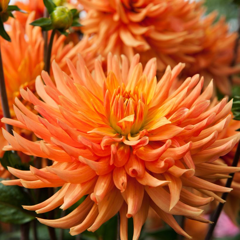Kaktus-Dahlie Ludwig Helfert (Flowering)
