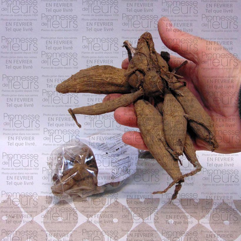Example of Kaktus-Dahlie Orfeo Zwiebel size I as you get