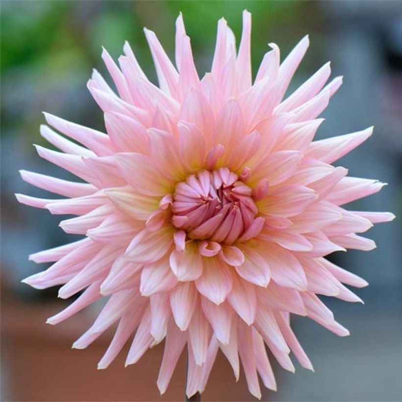Kaktus-Dahlie Preference (Flowering)