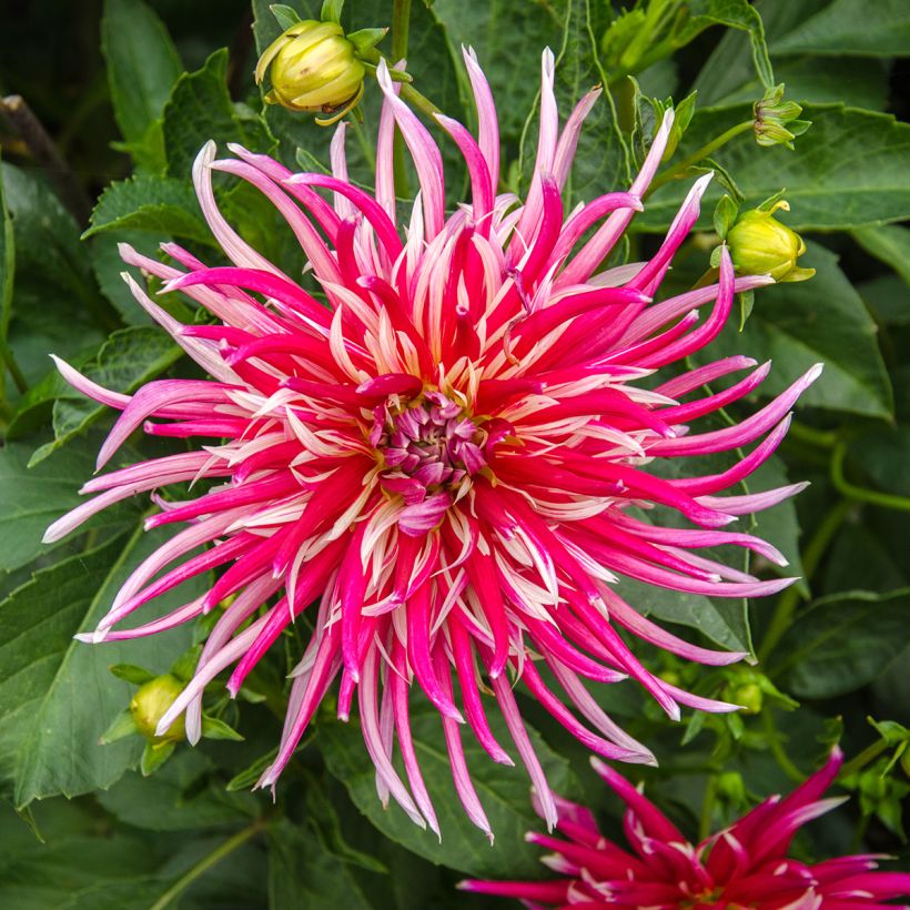 Kaktus-Dahlie Samourai (Flowering)