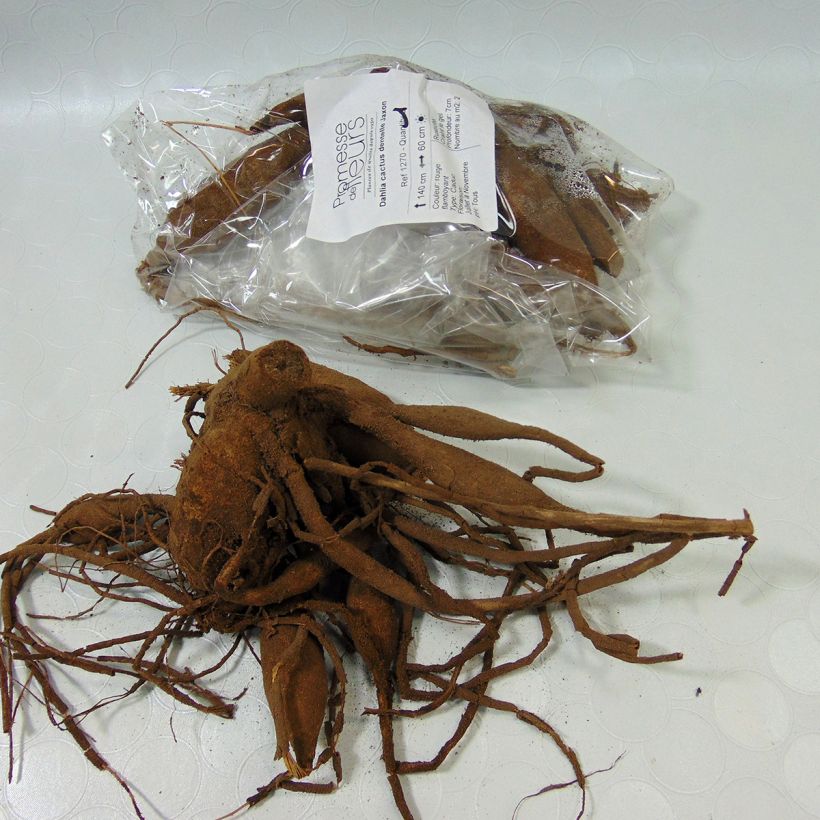 Example of Kaktus-Dahlie Jaxon Zwiebel size I as you get