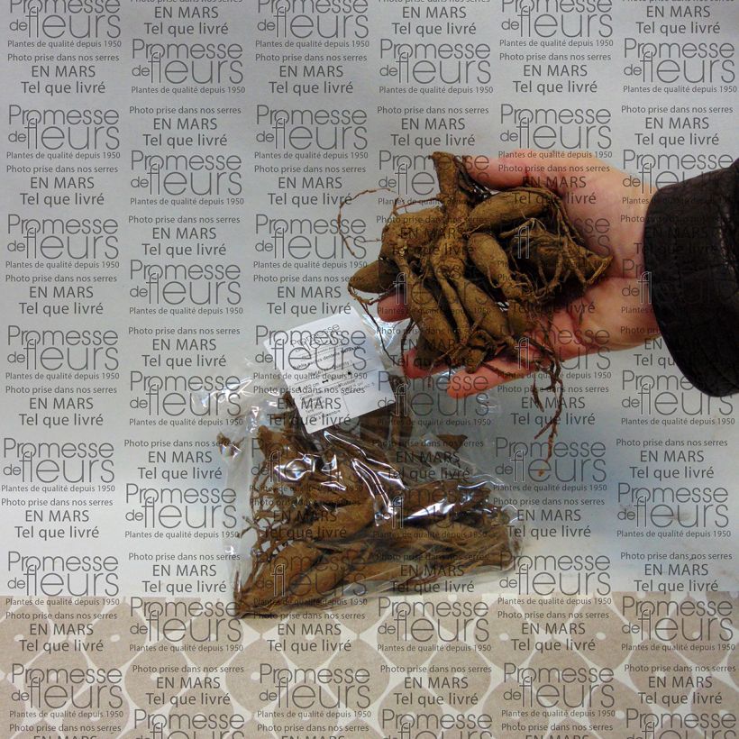 Example of Kaktus-Dahlie Nenekasi Zwiebel size I as you get