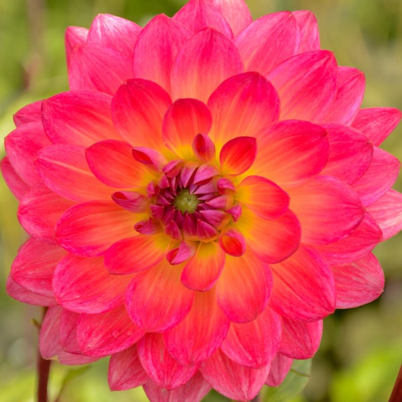 Dekorative Dahlie Kilburn Glow (Flowering)