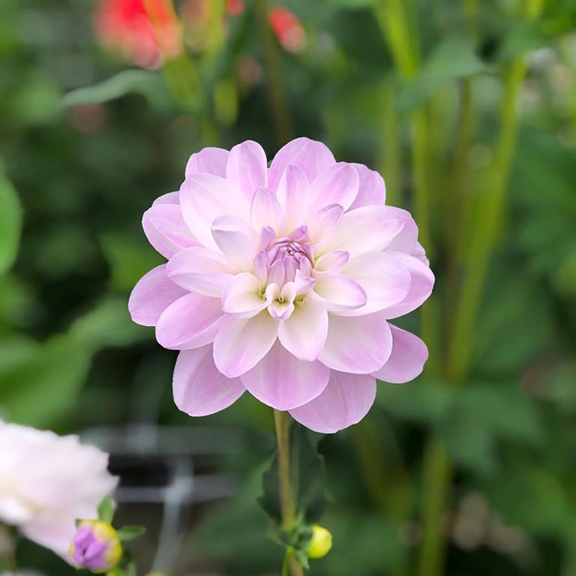 Dekorative Dahlie Porcelain (Flowering)