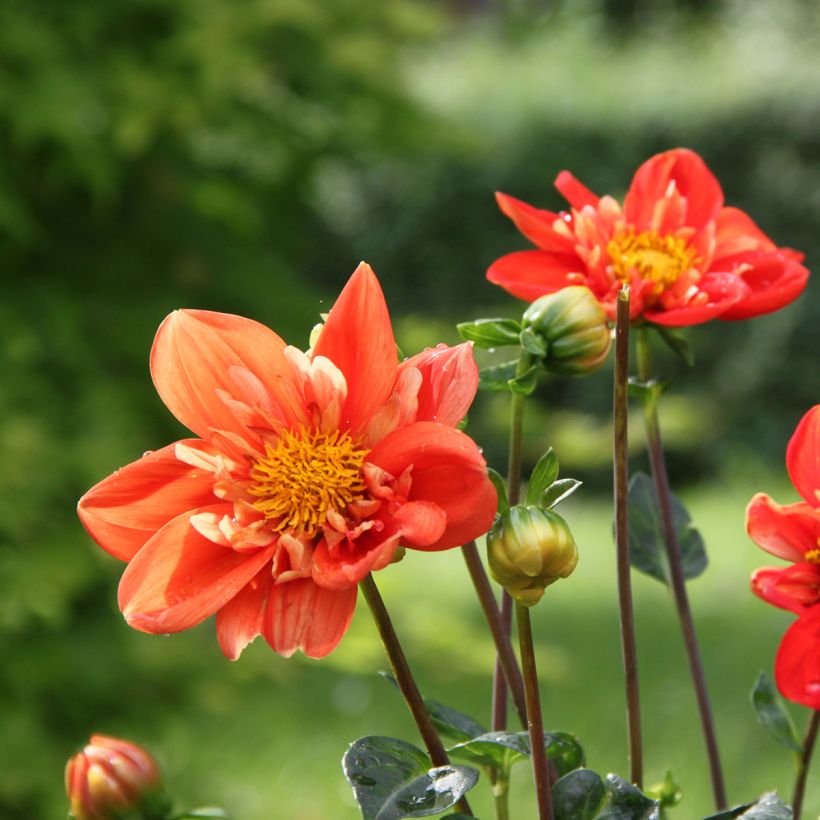 Halskrausen-Dahlie Alstergruss (Flowering)