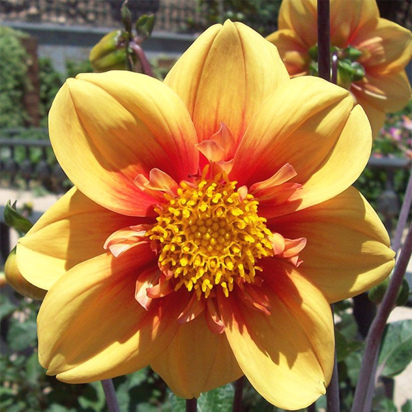 Halskrausen-Dahlie Esther (Flowering)