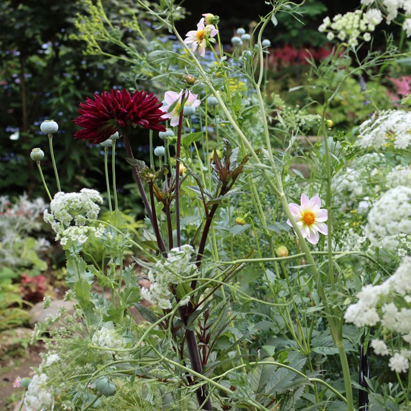 Halskrausen-Dahlie Teesbrooke Audrey (Plant habit)