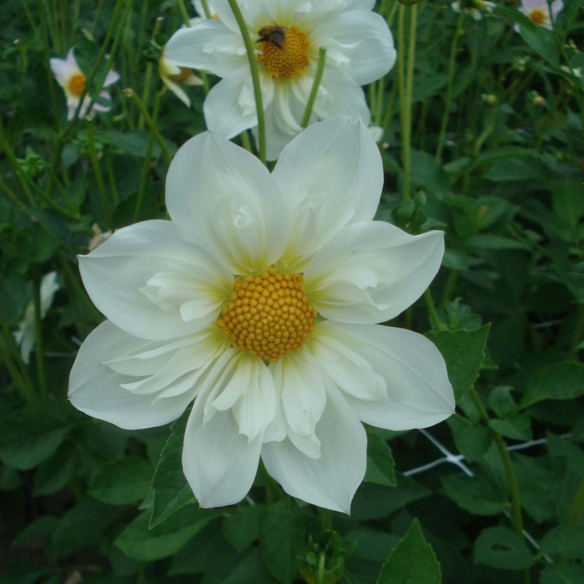 Halskrausen-Dahlie Twyning's White Chocolate (Flowering)