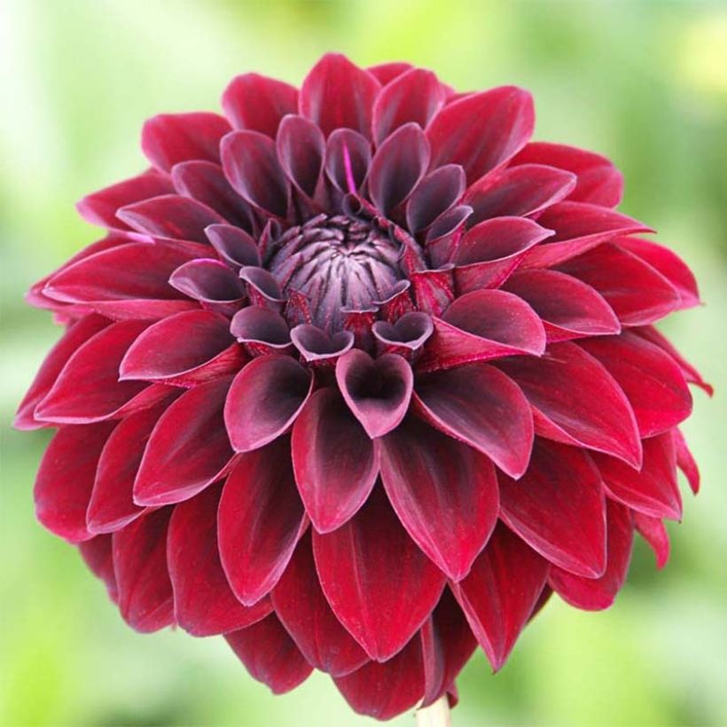 Schmuck-Dahlie Arabian Night (Flowering)
