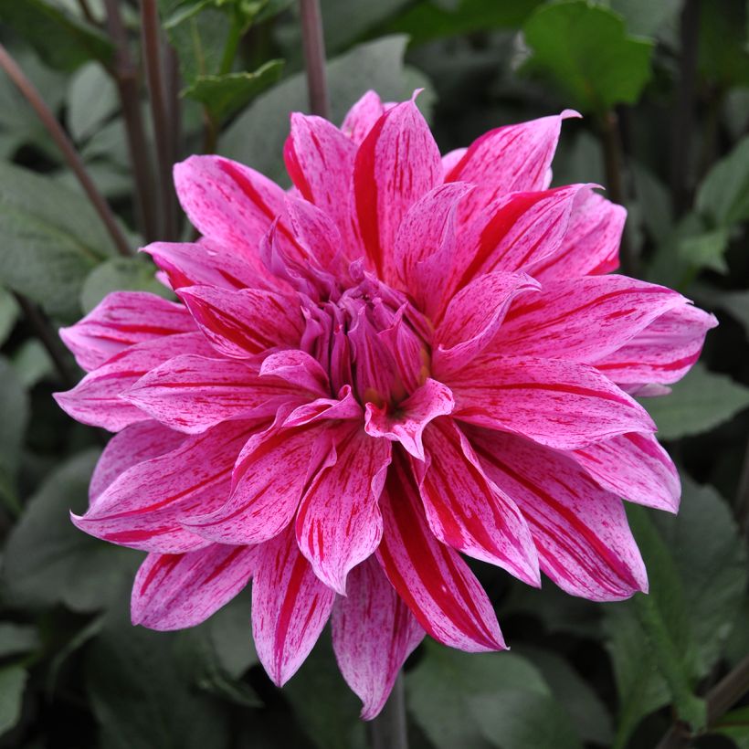 Schmuck-Dahlie Babylon Lila Gevlamd (Flowering)
