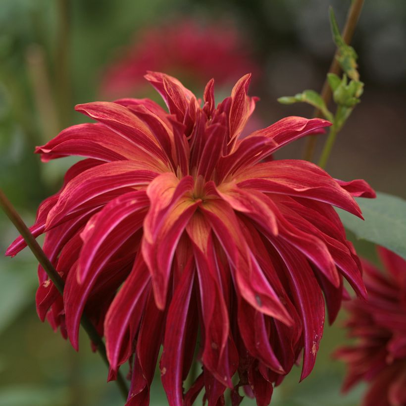 Schmuck-Dahlie Bangkok (Flowering)