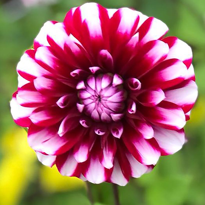 Schmuck-Dahlie Bourbon Street (Flowering)