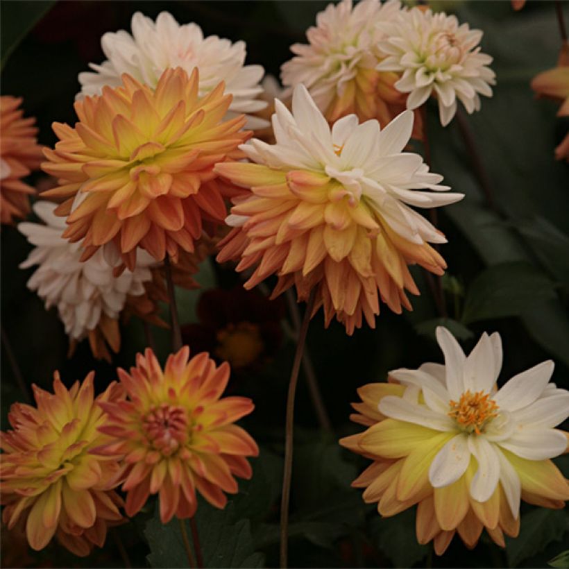 Schmuck-Dahlie Coup de Soleil (Flowering)