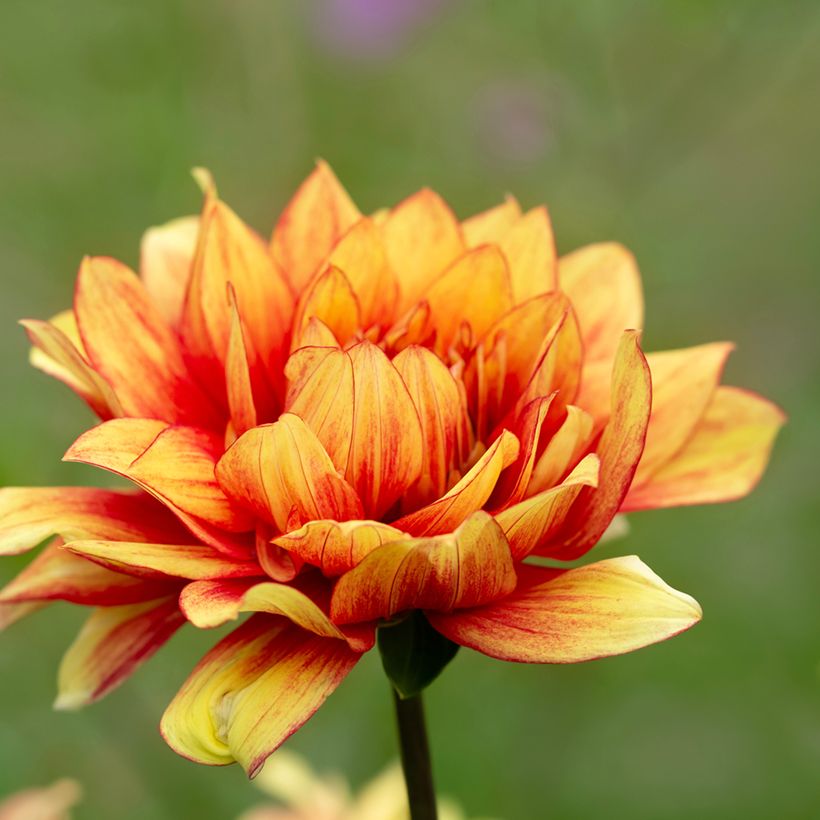 Dekorative DahlieDazzling Sun (Flowering)