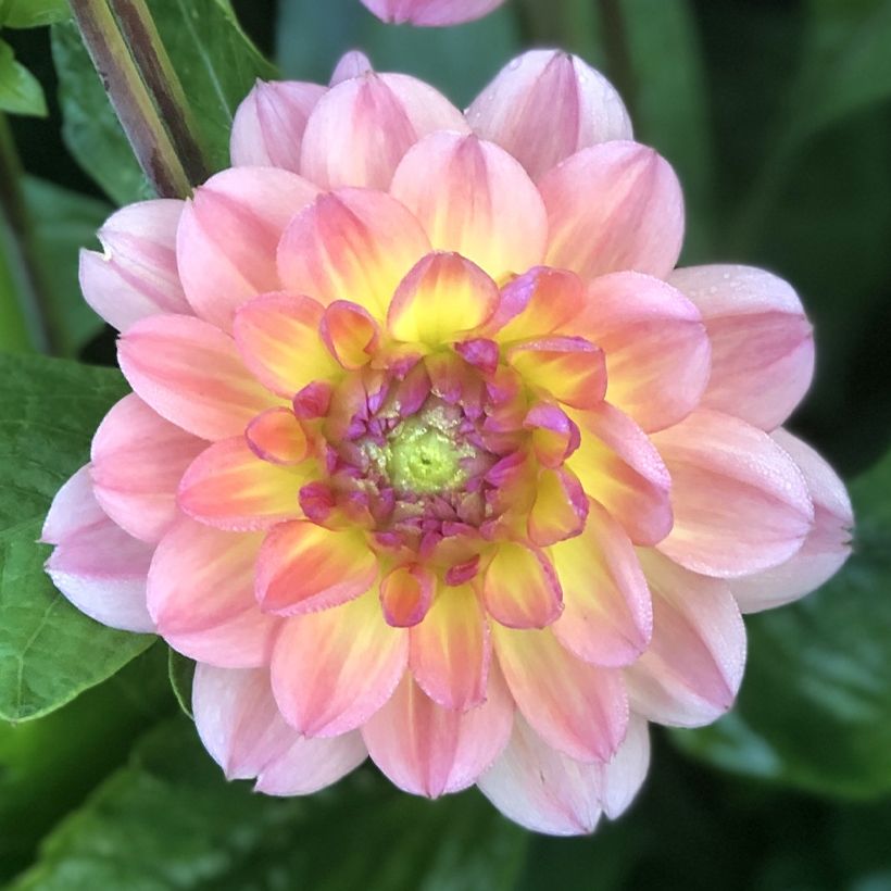 Schmuck-Dahlie Erna Panzer (Flowering)