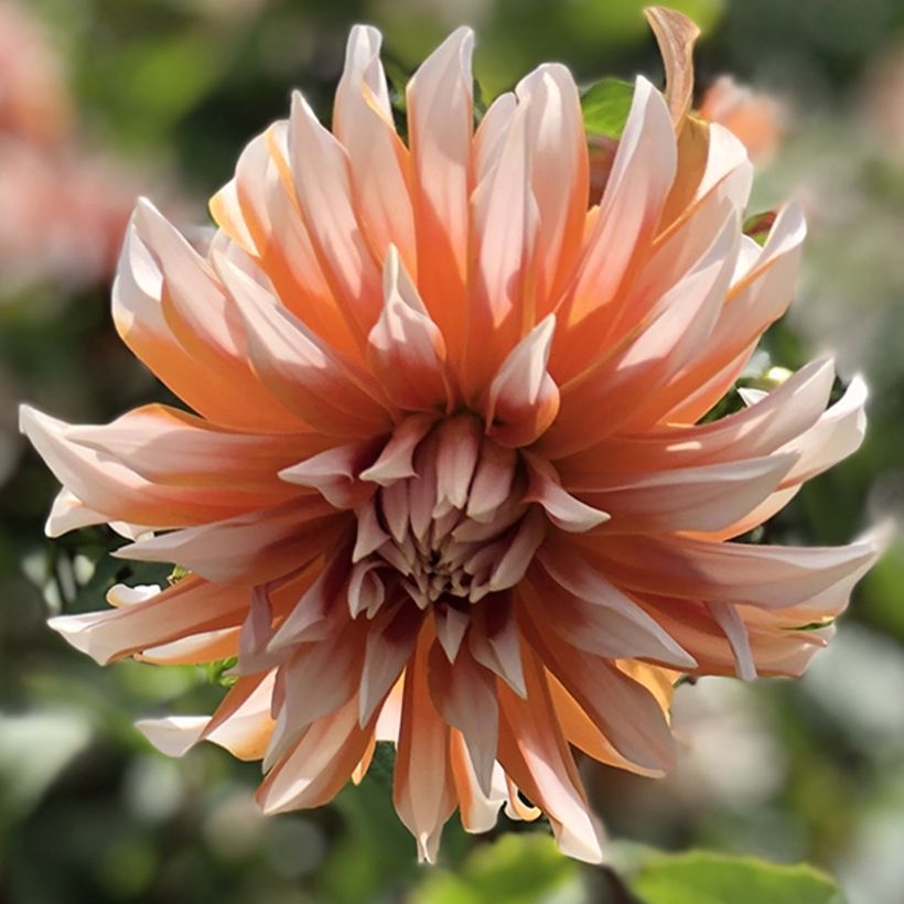 Schmuck-Dahlie Hans Auinger (Flowering)
