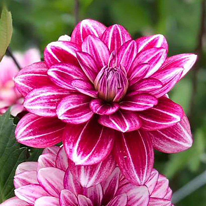 Schmuck-Dahlie Hémisphère (Flowering)