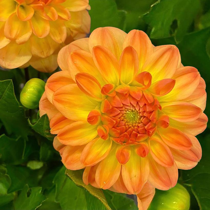 Schmuck-Dahlie Justyna (Flowering)