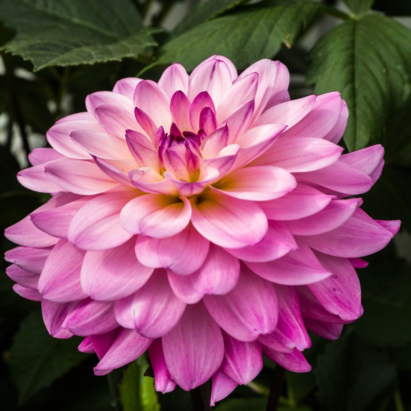 Schmuck-Dahlie Karma Prospero (Flowering)