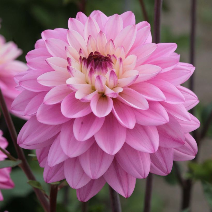 Schmuck-Dahlie Luka Johanna (Flowering)