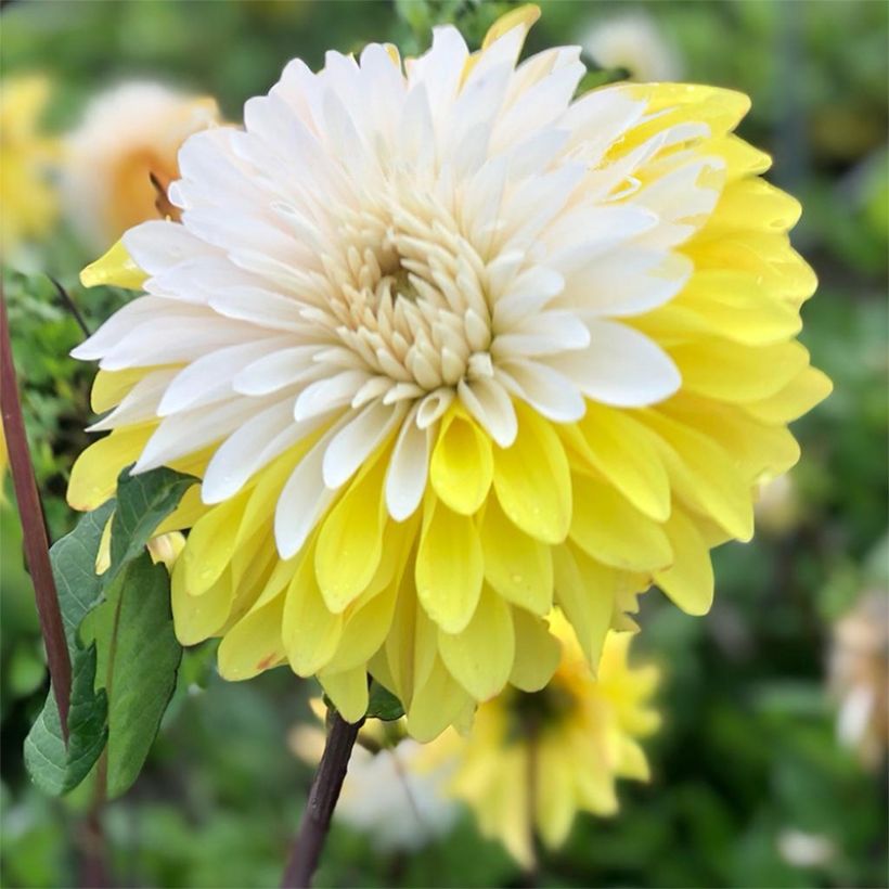 Schmuck-Dahlie Mr. Bojangles (Flowering)