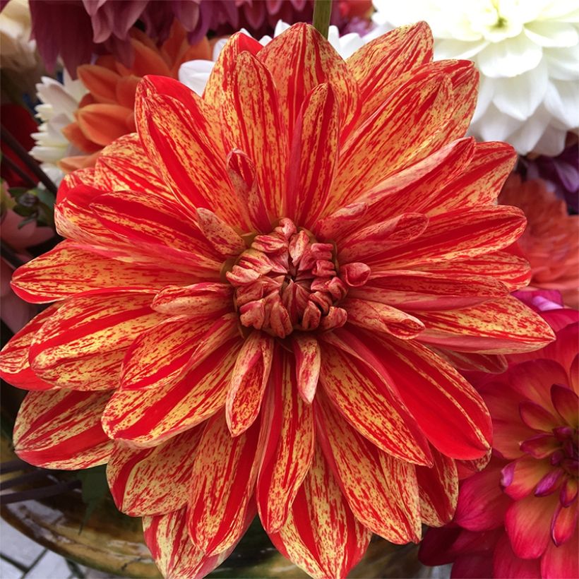Schmuck-Dahlie Neo (Flowering)