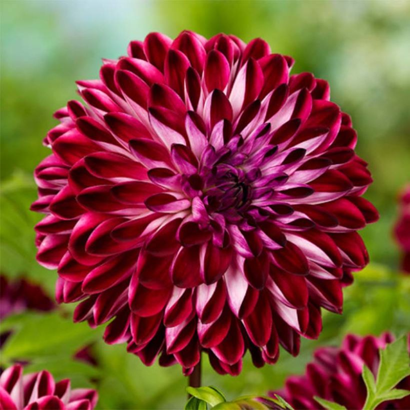 Schmuck-Dahlie Osirium (Flowering)