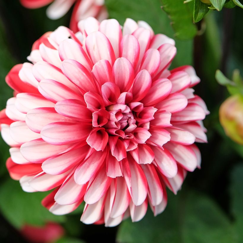 Dekorative Dahlie Pacific time (Flowering)