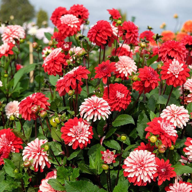 Dekorative Dahlie Pacific time (Plant habit)