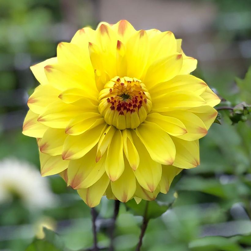 Schmuck-Dahlie Parasol (Flowering)