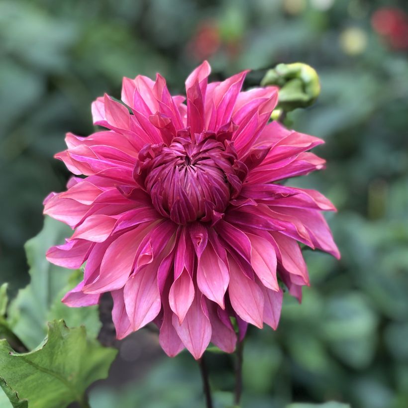 Schmuck-Dahlie Penhill Dark Monarch (Flowering)