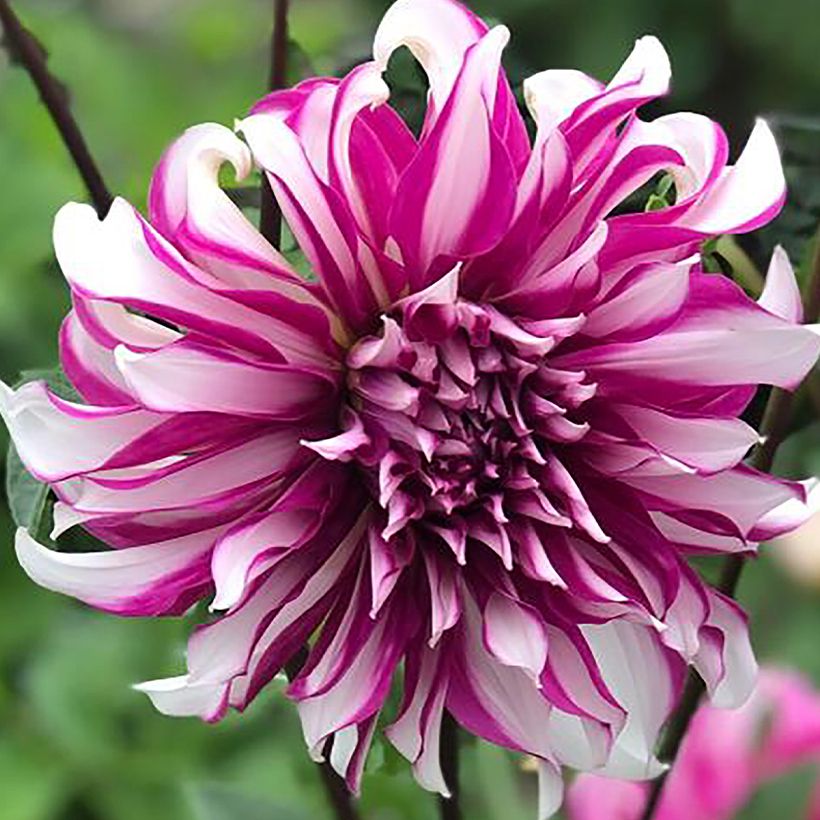 Schmuck-Dahlie Radegast (Flowering)