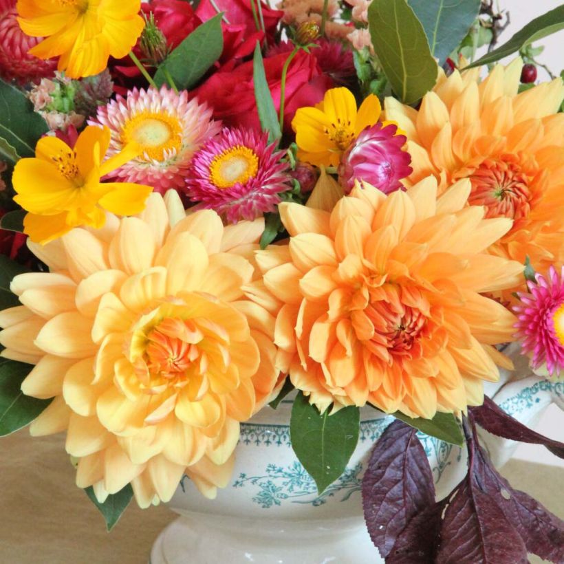 Schmuck-Dahlie Rancho (Flowering)