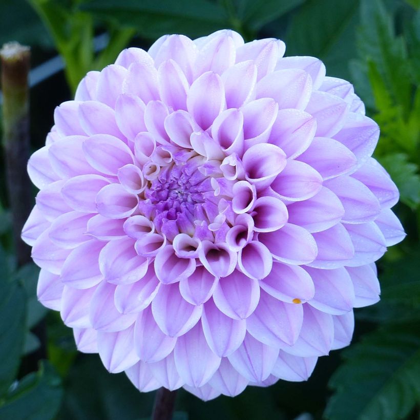Schmuck-Dahlie Seniors Perfection (Flowering)