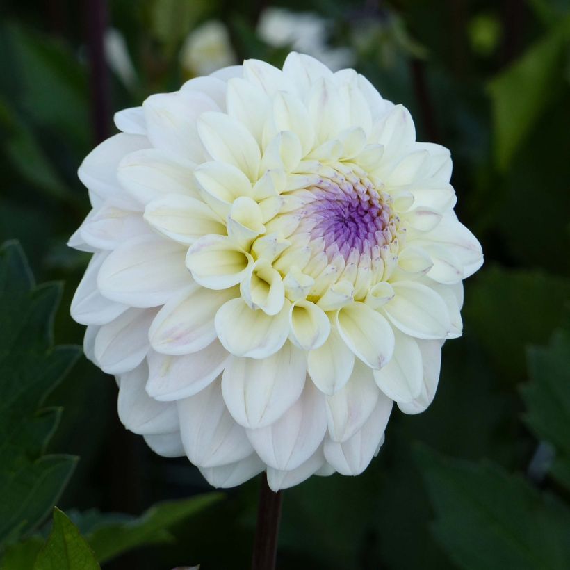Schmuck-Dahlie Seniors White (Flowering)