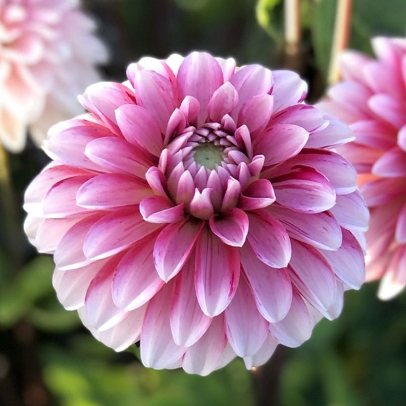 Schmuck-Dahlie Strawberry Cream (Flowering)