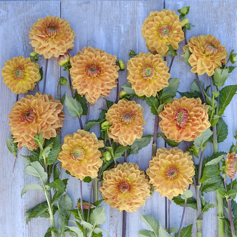 Dekorative Dahlie Caramel (Flowering)