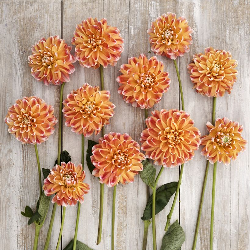 Dekorative Dahlie Hapet Harmony (Flowering)