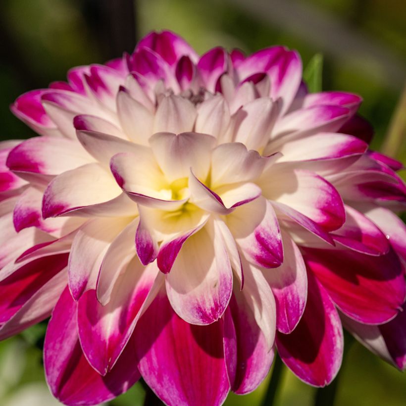 Dekorative Dahlie Saint Martin (Flowering)
